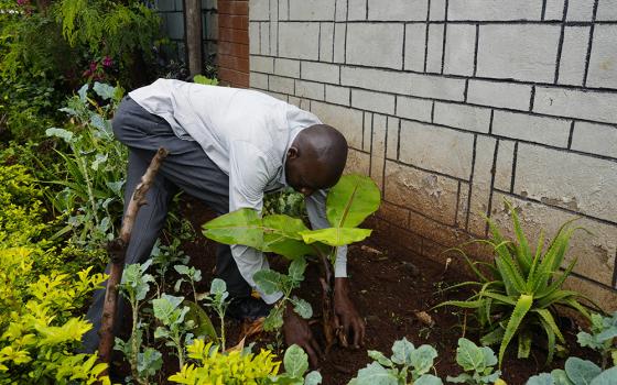 A resident plants a banana tree outside his house in Nairobi, Kenya, on Nov. 13, 2023. The Diocese of Kakamega is partaking in the restoration of the degraded Maragoli Forest, located about 248 miles west of Nairobi. (AP photo/Sayyid Abdul Azim)