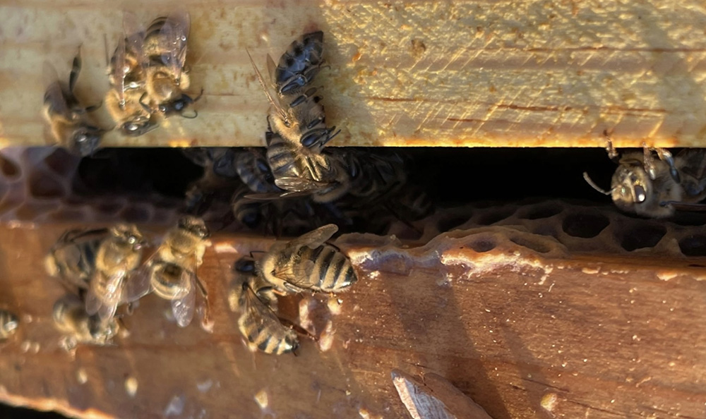 A winter honeybee cluster can be thought of as a ball of bees dissected by sheets of honeycomb. Clusters begin to form when the outside air temperature falls to about 57 F. (Charlie X. Constance)