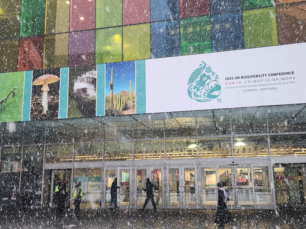Snow falls in downtown Montreal on Dec. 16, day nine of the United Nations biodiversity conference. Up to 8 inches were expected to fall over the weekend as nations rush to wrap up negotiations on a global deal for nature. (NCR photo/Brian Roewe)