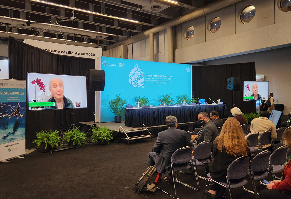 Renowned conservationist and primatologist Jane Goodall delivers a video message during the launch of 10 flagship conservation projects as part of the United Nations Decade of Ecosystem Restoration on Dec. 13 at the COP15 biodiversity conference in Montreal. (NCR photo/Brian Roewe)