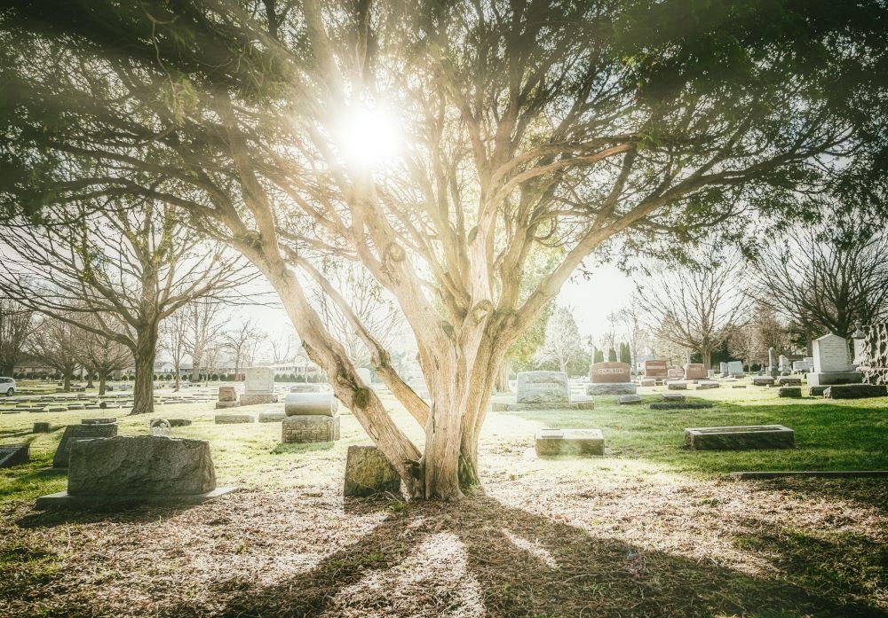 Sun shines through leaves of a big tree in a cemetery.