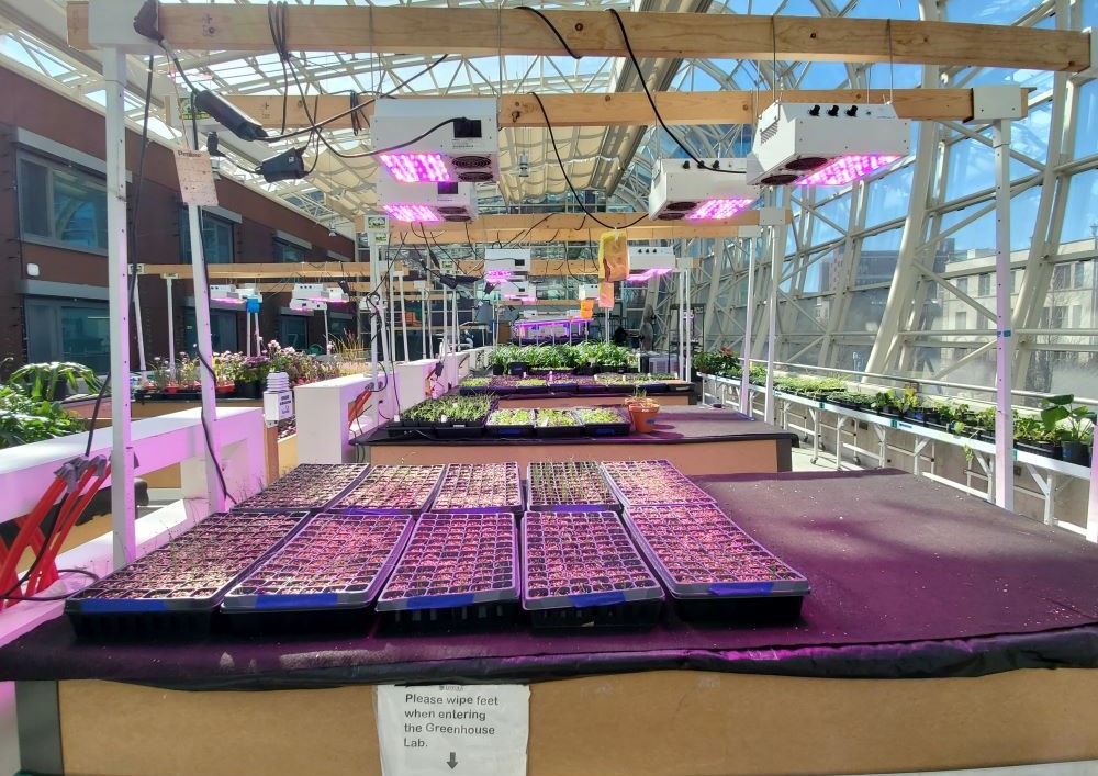 Through the urban agriculture program at Loyola University Chicago, students harvest roughly 3,500 pounds of food a year, with 1,500-2,000 pounds going to food pantries.