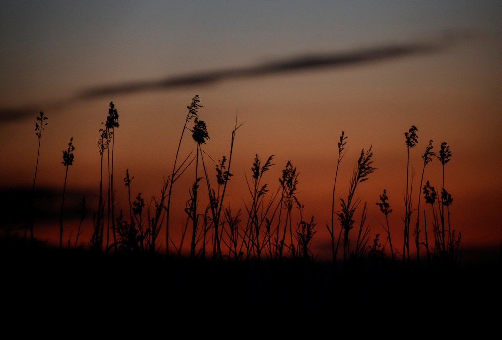 Tallgrass at dusk, silhouetted against darkening sky