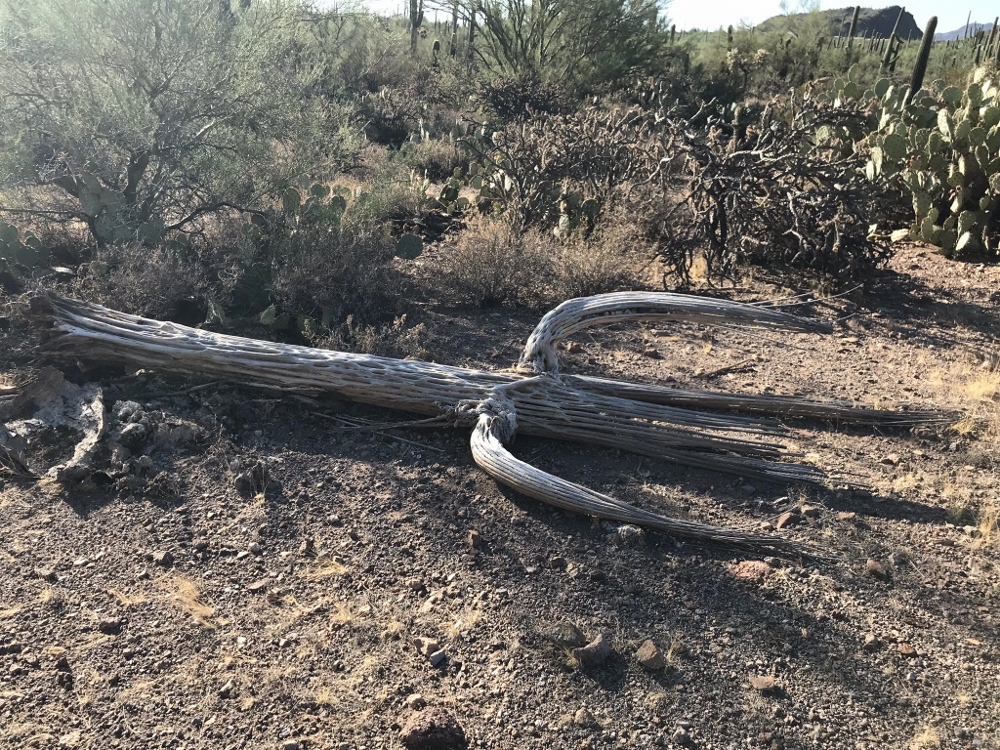 The fibrous skeleton of a dead saguaro cactus (Tracey Horan)
