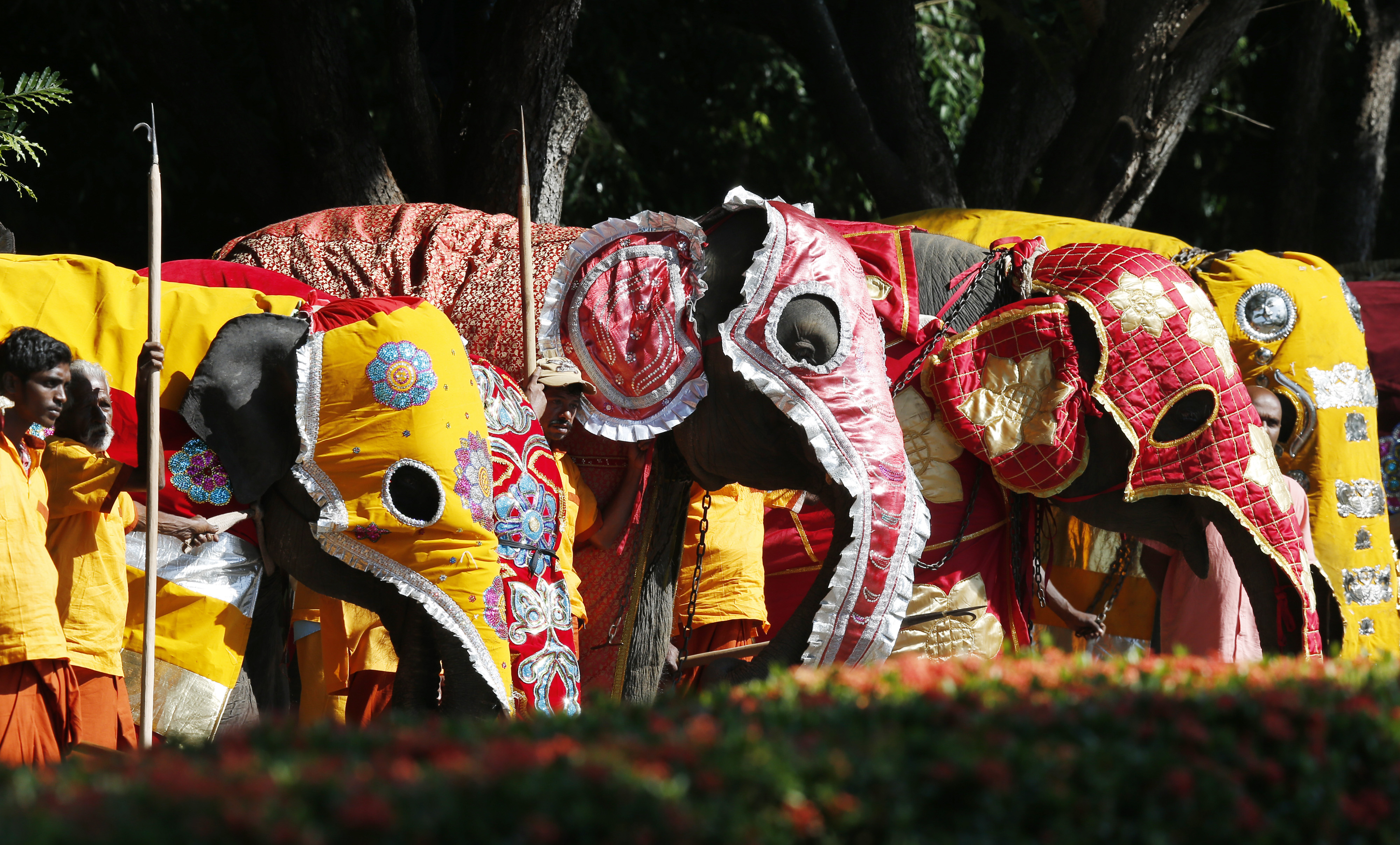 Elephants from a Buddhist temple are present as Pope Francis arrives at the international airport in Colombo, Sri Lanka, Jan. 13. (CNS/Paul Haring)