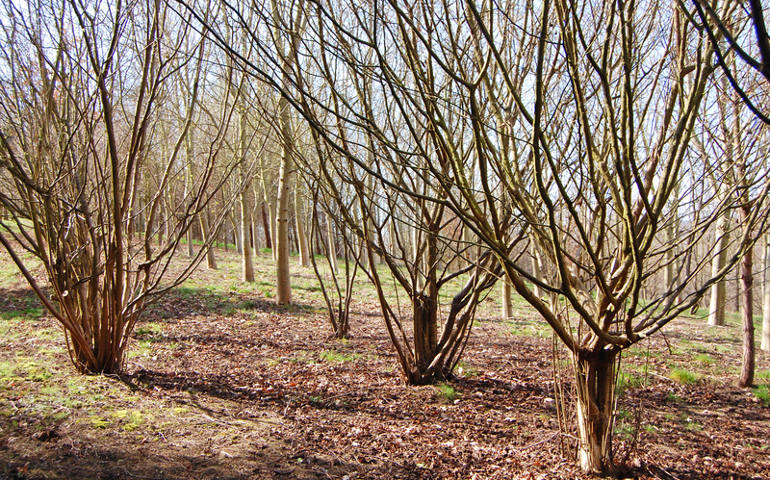 Coppiced trees in England during the spring 2012 season. (Dreamstime)