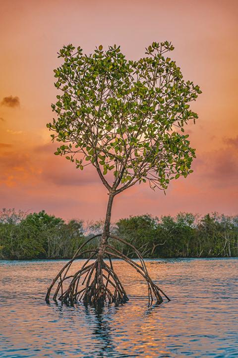 Tree growing out of water (Unsplash/Nandhu Kumar)