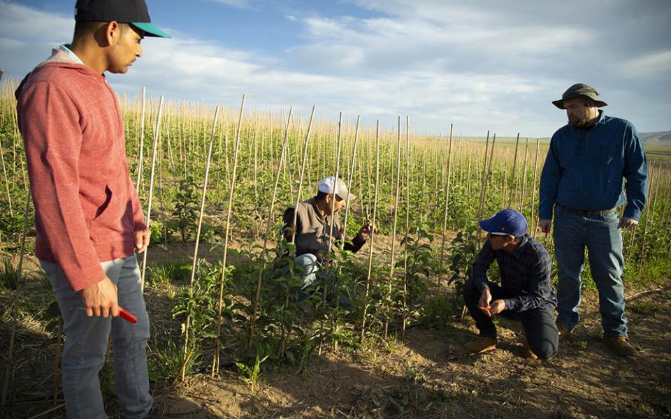 A migrant worker teaches seminarians how to prune young apple trees at an orchard in Prosser, Washington, May 29, 2018, as the seminarians began their first day in a migrant ministry program.