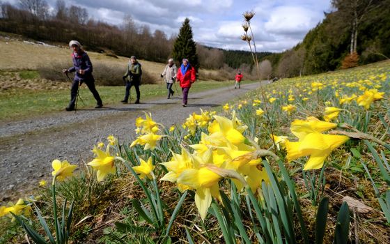 Hikers walk past a field of wild narcissi flowers in the Eifel region close to the German-Belgian border, April 16, near Höfen, Germany. The Vatican has consulted with many people around the world for its Laudato Si' Action Platform, which launches in Oct