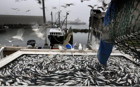Herring are unloaded from a fishing boat in Rockland, Maine, July 8, 2015. (AP/Robert F. Bukaty, File)