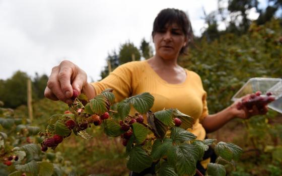 Women picks raspberry from bush in foreground