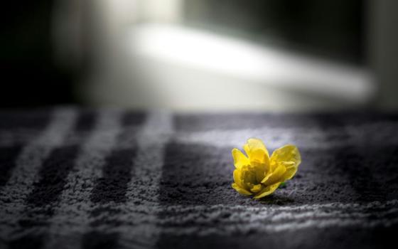 Yellow flower sits on bed.