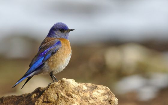 Male western bluebird in Grand Canyon National Park (Unsplash/Benoit Gauzere)