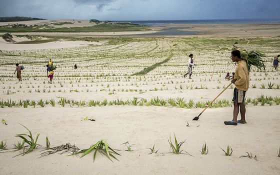 Community members plant sisal on sand dunes to stabilize them in rural Madagascar in 2019. (CNS/Catholic Relief Services/Jim Stipe)