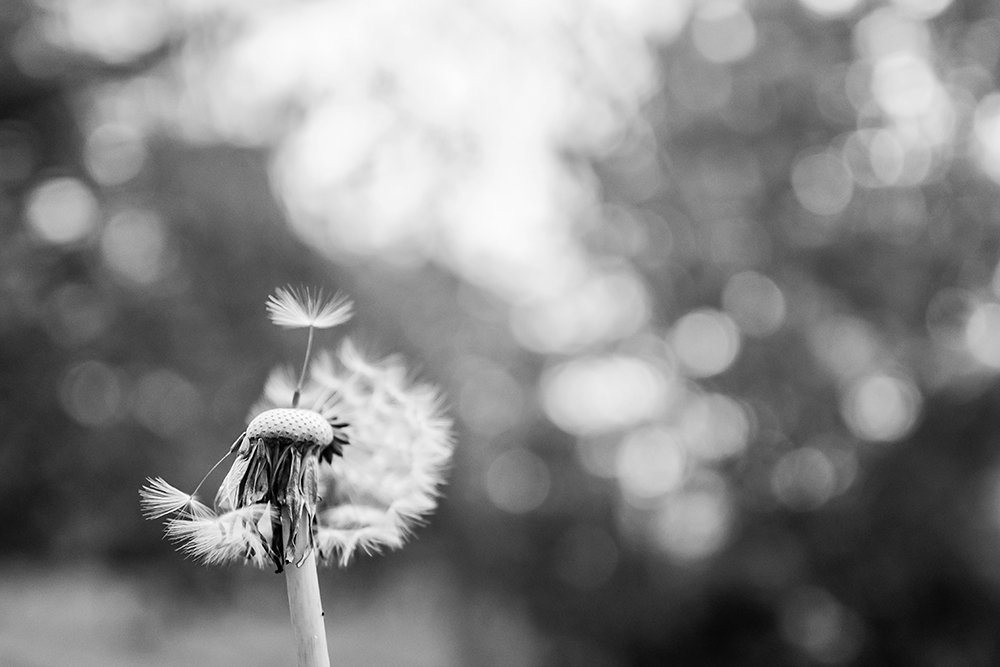 A dandelion in black and white (Unsplash/Ylona Maria Rybka)