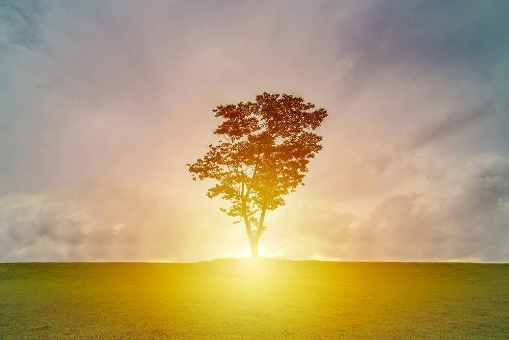 A lone tree is highlighted by a sunrise behind it (Unsplash/Terry Tan de Hao)