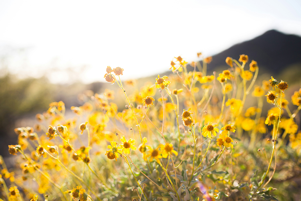 A field full of yellow wildflowers (Unsplash/Alysa Bajenaru)