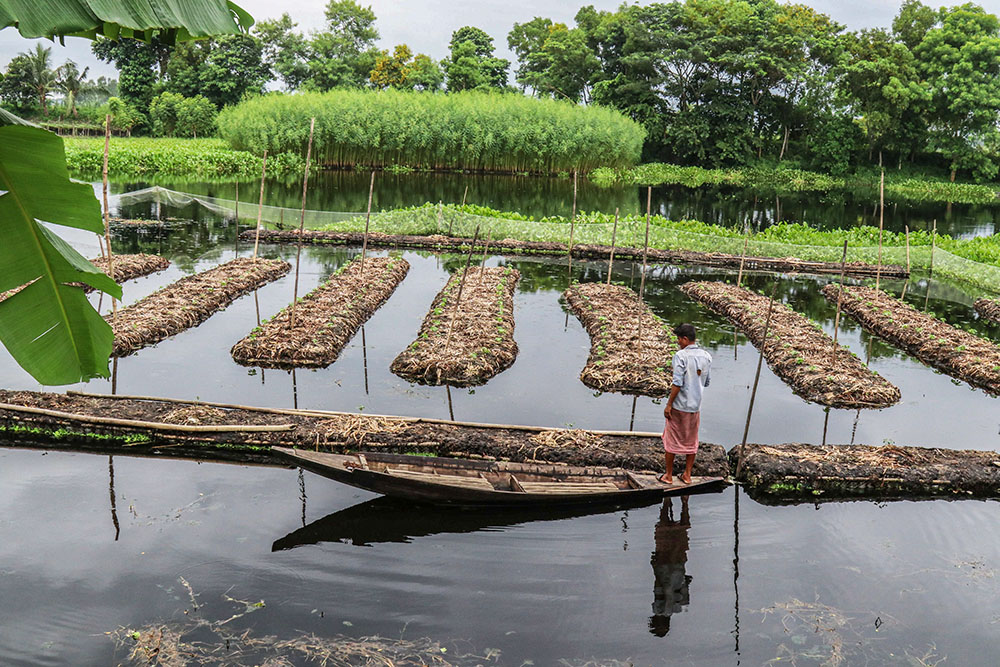 Farmers are making floating gardens in waterlogged coastal areas in Bangladesh. (Stephan Uttom Rozario)