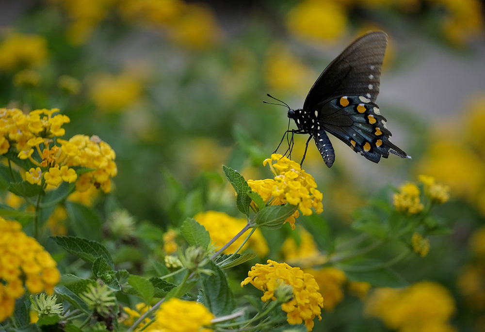 A butterfly rests on a flower outside of Sagrado Corazon at the Catholic Pastoral Center July 26, 2017 in Nashville, Tennessee. Sagrado Corazon, or Church of the Sacred Heart, is the home of the Hispanic Ministry for the Diocese of Nashville. (CNS/Tennessee Register/Rick Musacchio)