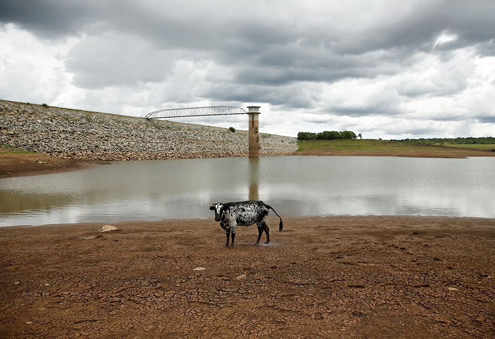 A cow stands on caked mud before a small patch of water at a dam as the region deals with a prolonged drought Jan. 18, 2020, near Bulawayo, Zimbabwe. (CNS/Reuters/Philimon Bulawayo)