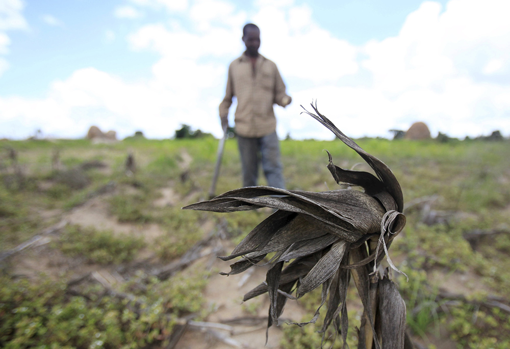 A file photo shows a Zimbabwean man walking through his drought-affected corn field outside Harare. Drought and other environmental disasters attributed to climate change are affecting the world's most vulnerable communities, according to Catholic and other Christian groups that took part in a March 20, 2024, event with members of Congress in Washington to discuss "the moral imperative" of supporting these vulnerable communities. (OSV News/Reuters/Philimon Bulawayo)