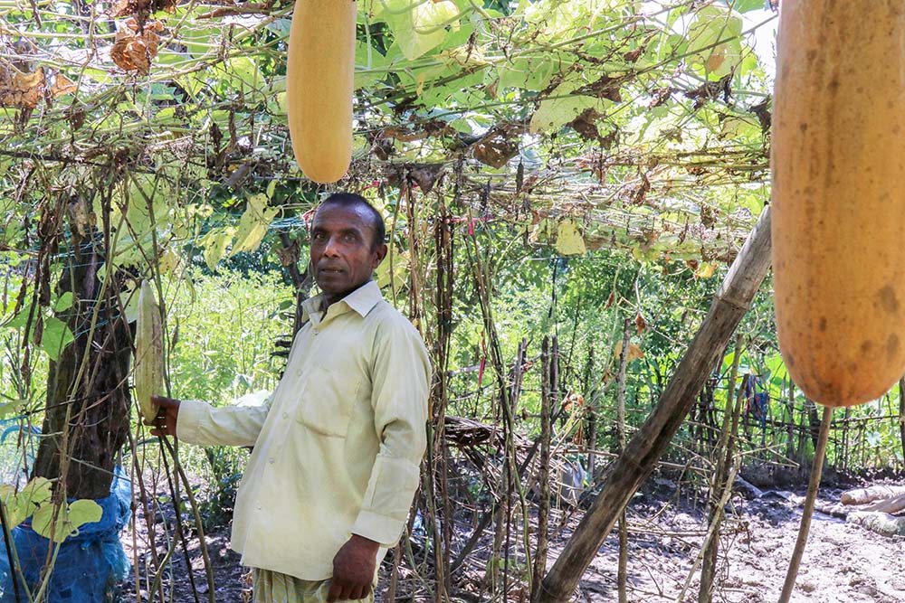 Ganesh Chandra Mandal shows indigenous varieties of cucumbers from which he has earned a substantial income. (Stephan Uttom Rozario)