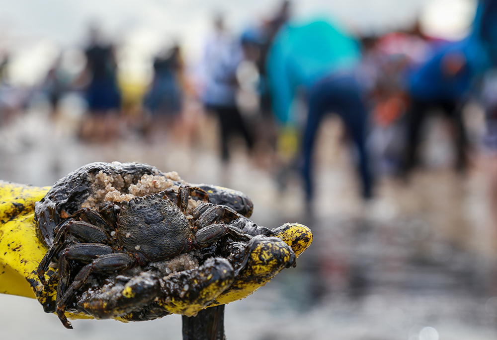 A man in Cabo de Santo Agostinnho, Brazil, shows a crab covered in oil Oct. 20, 2019, as he and others work to clean the site of an oil spill. A group of 100, including 21 bishops, released a public letter Feb. 18 criticizing the Lula administration's plans for oil exploration near the mouth of the Amazon River. (CNS/Reuters/Diego Nigro)