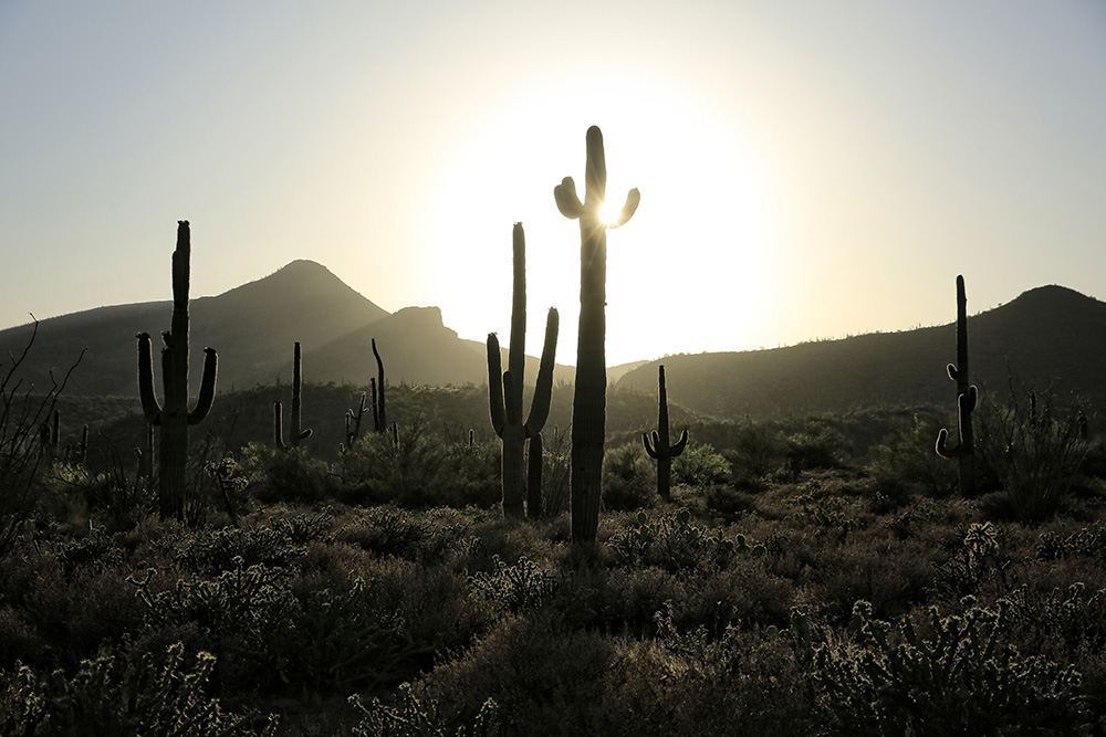 The sun sets behind a desert view in the Spur Cross Ranch Conservation Area in Cave Creek, Arizona. (CNS/Nancy Wiechec)