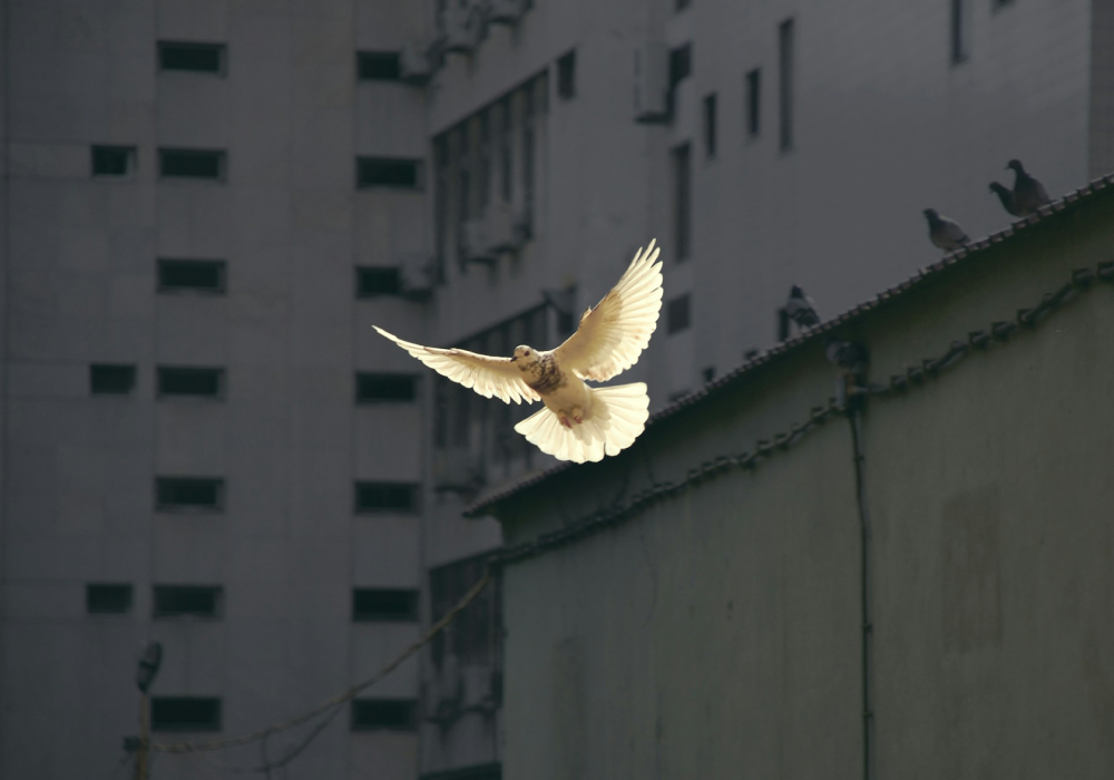 A speckled white dove illuminated by warm sunlight, photographed mid-flight in a gray urban area.