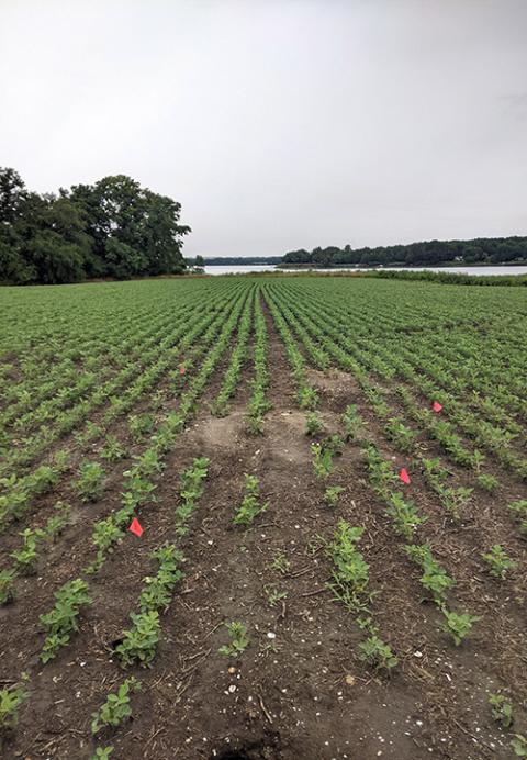 Flags mark areas in a field during an archeological dig in St. Inigoes, Maryland, July 7. (RNS/Ken Homan, SJ)