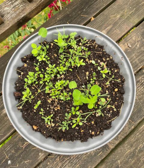 EarthBeat seeds begin to bloom as wildflowers in the springtime. (Brittany Wilmes)