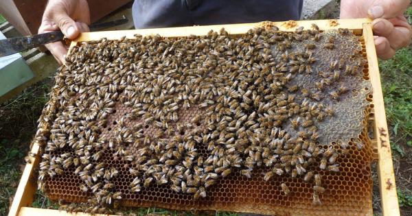 Papal Gardens Revive Beehives While Colonies Collapse Across Globe 