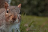 Squirrel (Unsplash/Clovis Wood Photography)