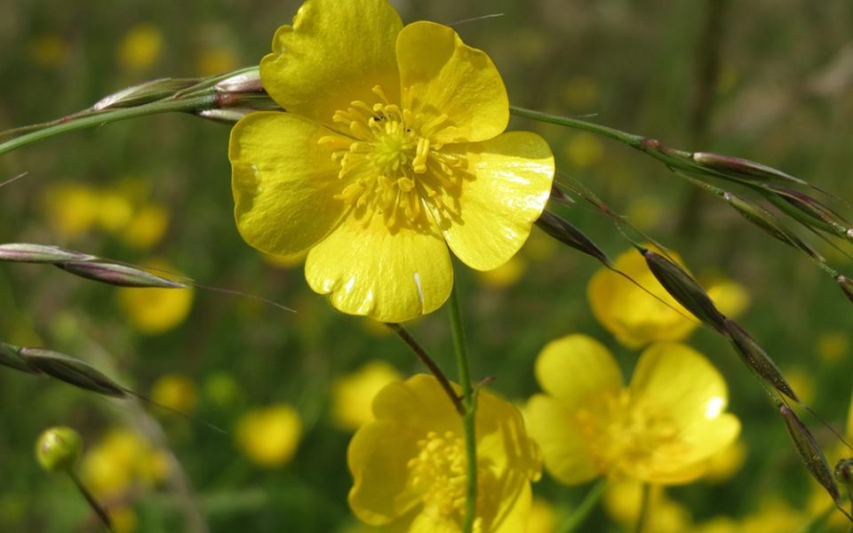 Buttercups (Wikimedia Commons/AnRo0002)