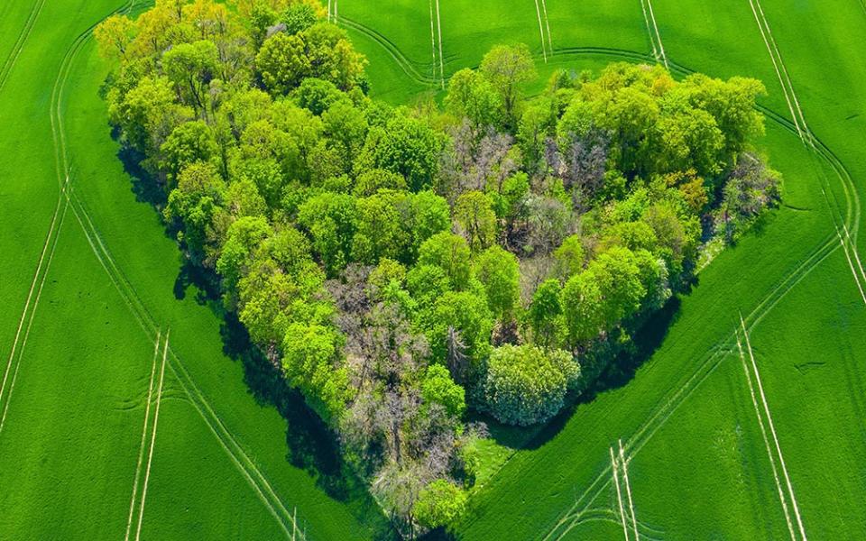 An aerial view of a group of trees in the shape of a heart (Pixabay/Mariusz Prusaczyk)