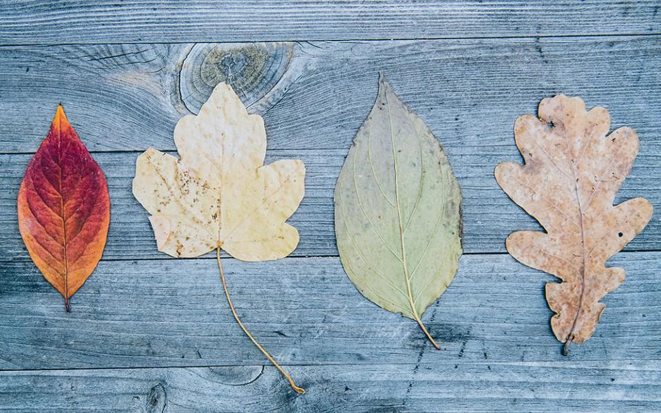 Four different fall leaves lined up on a wooden table (Unsplash/Markus Spiske)