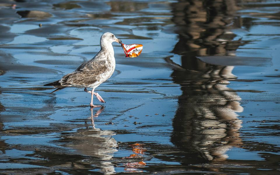 A bird picks up a piece of trash on Avila Beach along California's central coast. (Unsplash/Tim Mossholder)