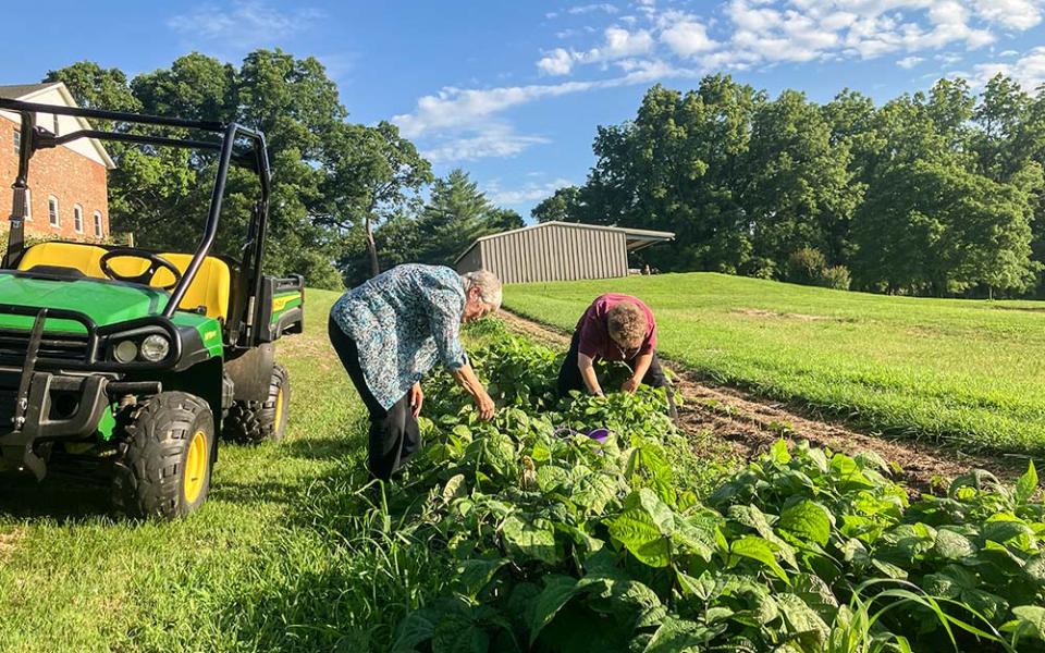 Benedictine Srs. Helen Mueting, left, and Barbara Smith harvest green beans from the Benedictine Sisters' garden in Atchison, Kansas, during the summer of 2024. (Courtesy of the Benedictine Sisters of Mount St. Scholastica)