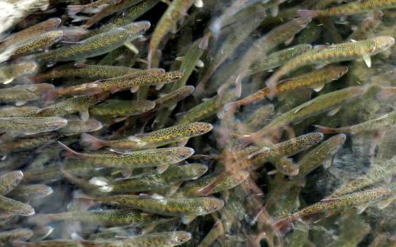 Juvenile coho salmon swim in a holding pond at the Cascade Fish Hatchery, March 8, 2017, in Cascade Locks, Oregon. (AP/Gillian Flaccus)