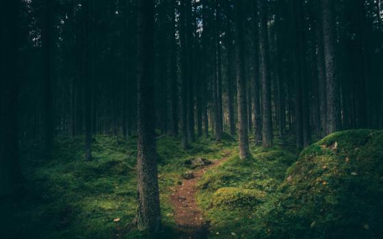 A forest scene. (Unsplash/Geranimo)