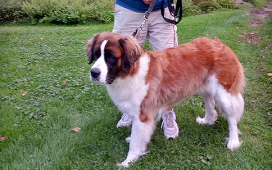 NCR columnist Michael Sean Winters is pictured with his St. Bernard, Damiana. (Courtesy of Michael Sean Winters)