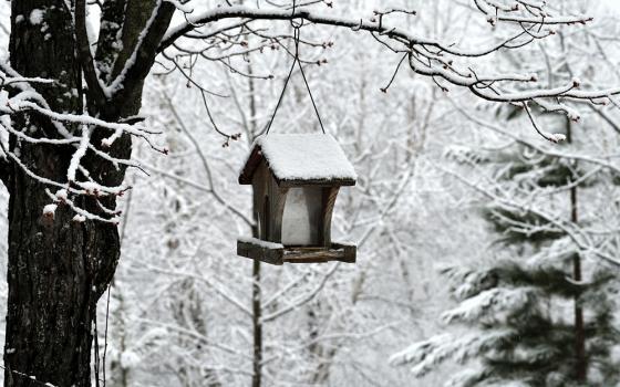 A bird feeder hanging from a snow-covered tree (Unsplash/Ralph Katieb)