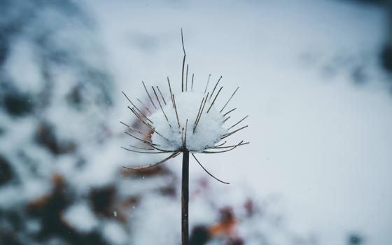 A plant covered in snow (Unsplash/Bailey Dreyer)