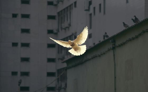 A speckled white dove illuminated by warm sunlight, photographed mid-flight in a gray urban area.