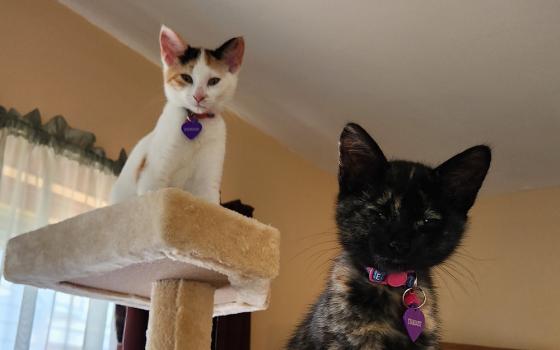 Two kittens sit on cat tree.