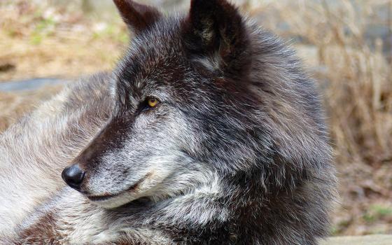 Organizations, like the Wolf Conservation Center and the International Wildlife Coexistence Network, strive to educate and inspire a global community to respect the role of wolves and foster peaceful coexistence. (Nancy F. Castaldo)