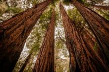 redwood trees